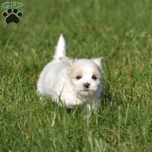 Kinsley, Maltese Puppy